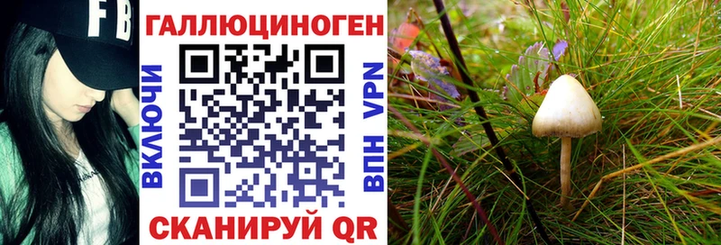 Галлюциногенные грибы Psilocybine cubensis кракен как войти мориарти телеграм Яровое